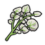 Salty Herba Mystica