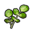 Watercress