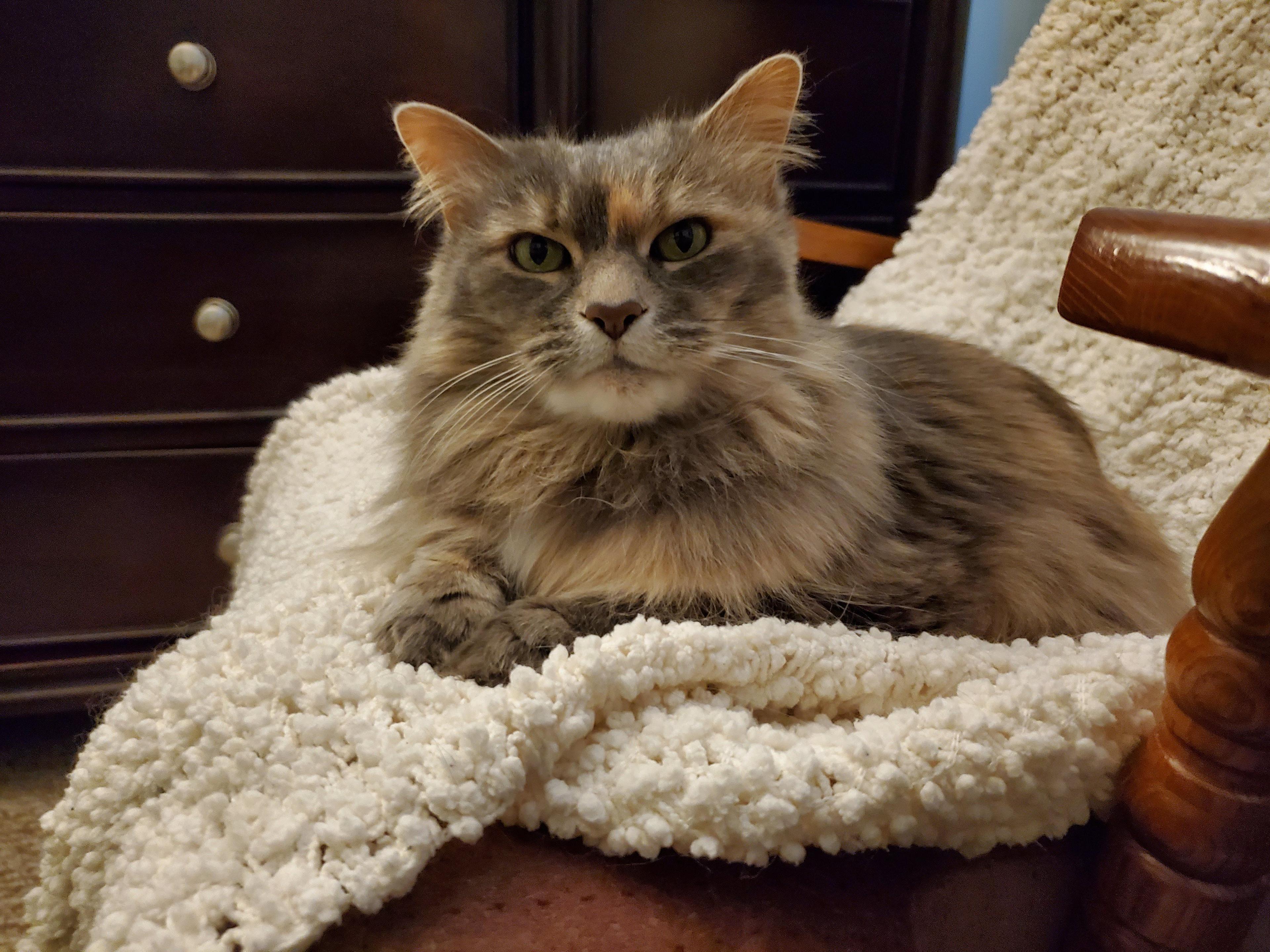 My Cat Penny